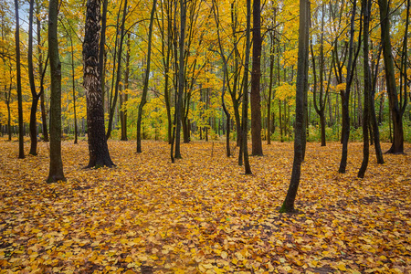 秋天公园里落下的金黄叶子。自然