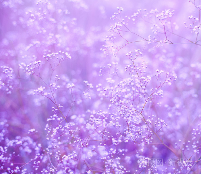 花紫色背景