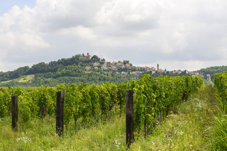 monferrato 与葡萄园的夏日风景