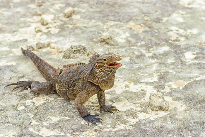 鬣蜥是一种大蜥蜴 它以植物食物为食 长有鳞的尾巴和爪状的腿 类似恐龙 蜥蜴或龙照片 正版商用图片0bf1g7 摄图新视界