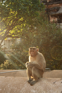 哈努曼寺 亨比 印度的猴子