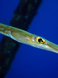 顺利 cornetfish