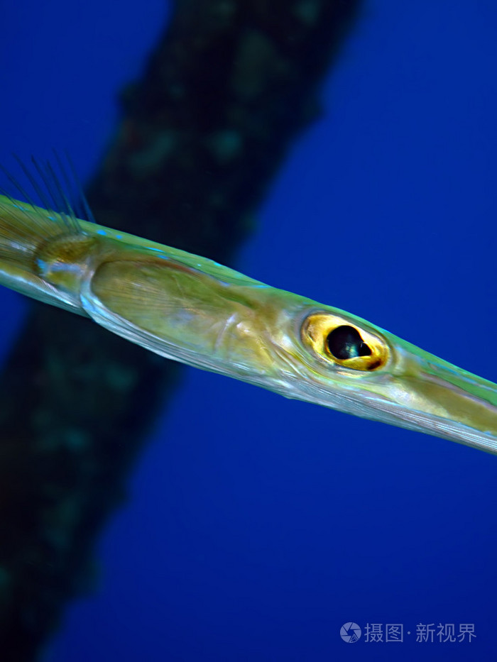 顺利cornetfish照片-正版商用图片0bf1k8-摄图新视界