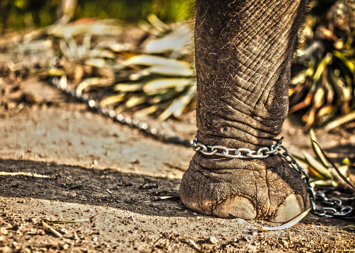 斯里兰卡的大象.链上腿