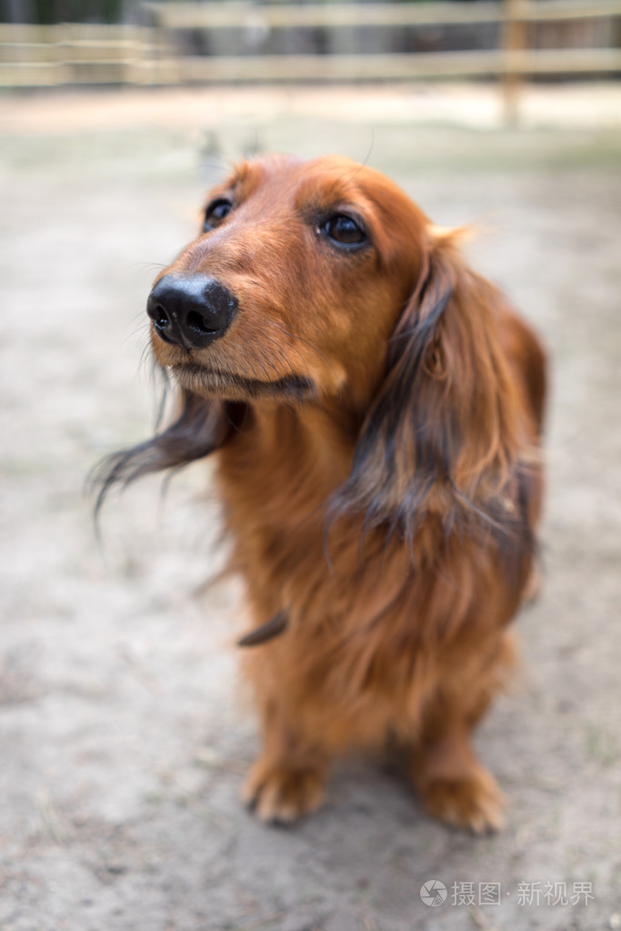 漂亮的棕色小狗品种腊肠犬站在人行道上查找