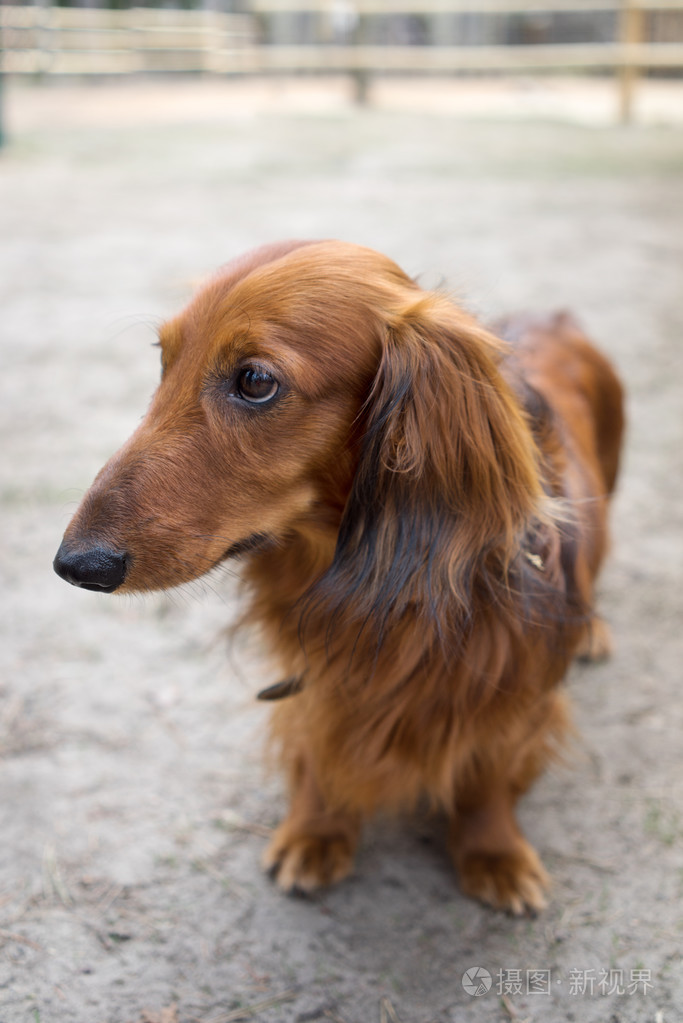 漂亮的棕色小狗品种腊肠犬站在人行道上它的低头
