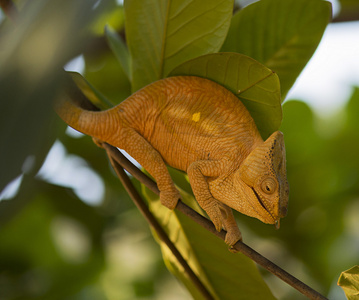 变色龙吃小 lizzard