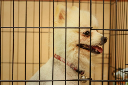 可爱的宠物在车里德国的斯皮茨狗繁殖博美犬戴眼镜的杂种狗博美犬狗