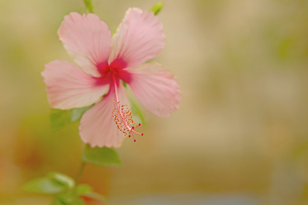 印尼的粉红色芙蓉，与模糊背景