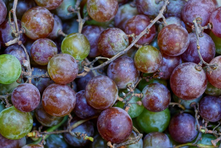 圆形葡萄的植物自然色构