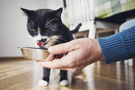 宠物主人拿着碗喂他饿猫在家里厨房