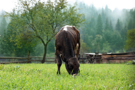 褐色和白色小牛在绿色牧场在夏天。奶牛场