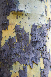 悬铃木。黄色背景和浅纹理。树皮是紫色和丁香花