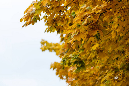 五颜六色的秋天树枝在白色天空背景