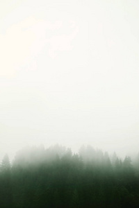 风景如画的山森林观在雾晨