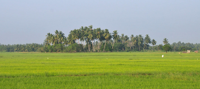 在越南南部稻田上的棕榈树