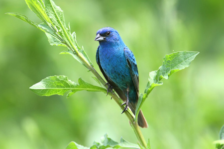 Indigo BuntingPasserina Cyanea