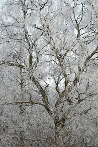 在冬季雪中桦木