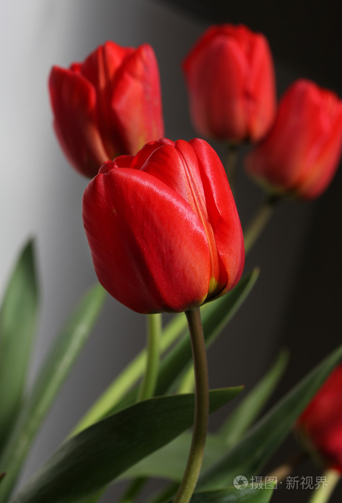 红色郁金香