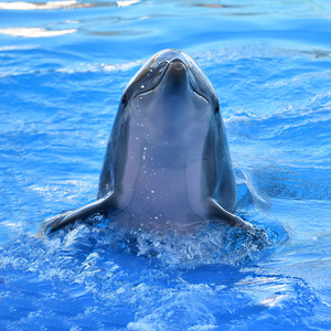 在西班牙的水族馆海豚