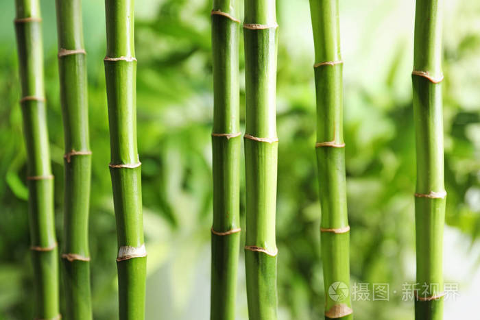 美丽的绿色竹茎在模糊的背景