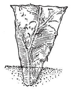 这个插图代表的叶子切割, 可以再次使用, 以生产更多的植物, 复古线条画或雕刻插图