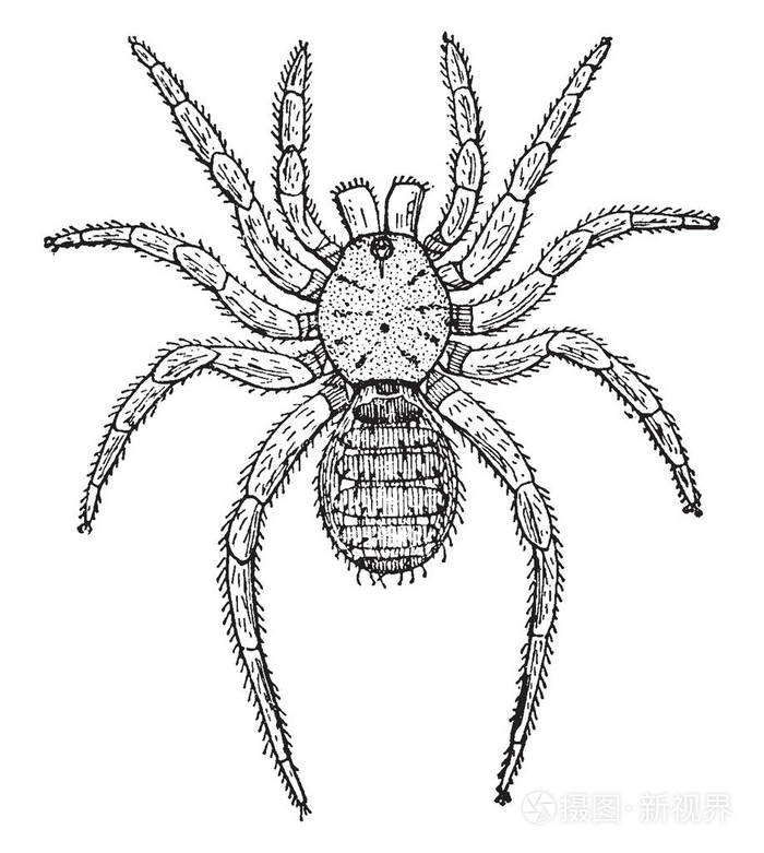 是在家庭liphistiidae复古线条画或雕刻插图的基础活板门蜘蛛的一个属