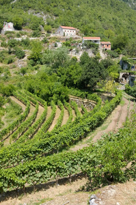 Wineyard 的 Dupilo 村，黑山