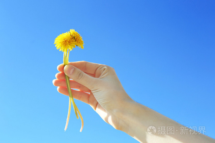 女手拿小蒲公英着蓝蓝的天空背景上
