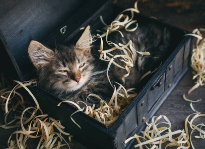 一只毛茸茸的胡子在复古的胸膛滑落的猫