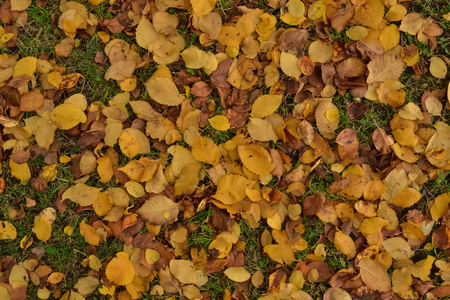 从树上掉下的黄干树叶在公园的午后躺在青草上