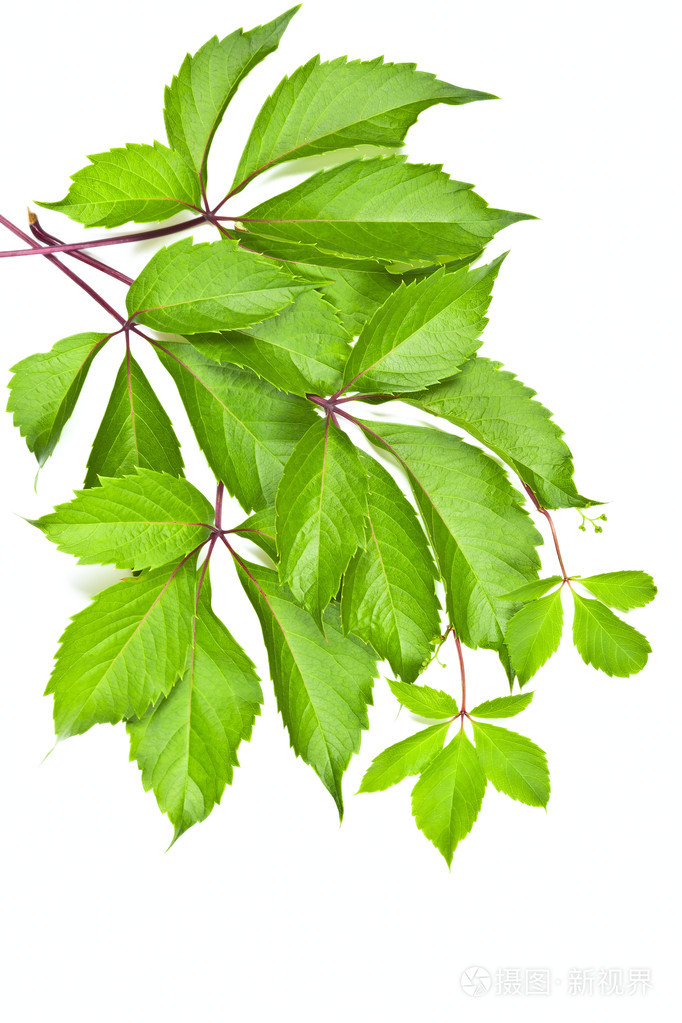 野生山葡萄在白色背景上的叶子