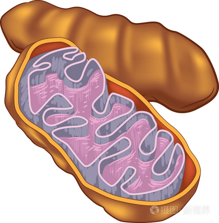 线粒体彩图图片