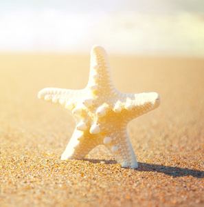在沙滩上的白海星级壳图片