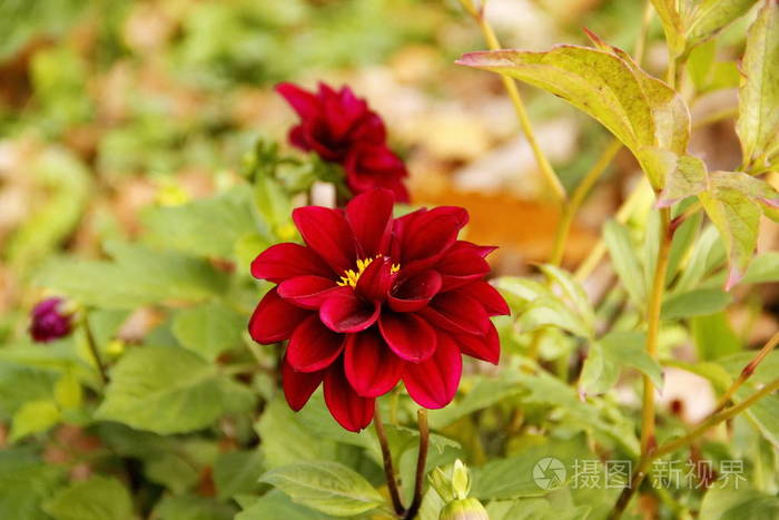 深红色大丽花关闭宏与绿色叶子