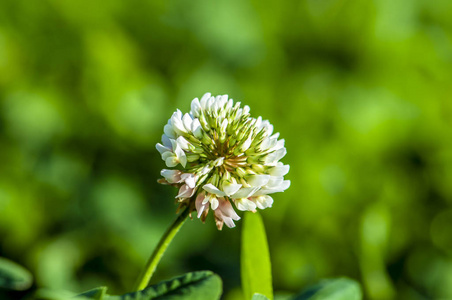 红车轴开花