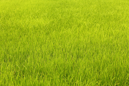绿色的原野水稻