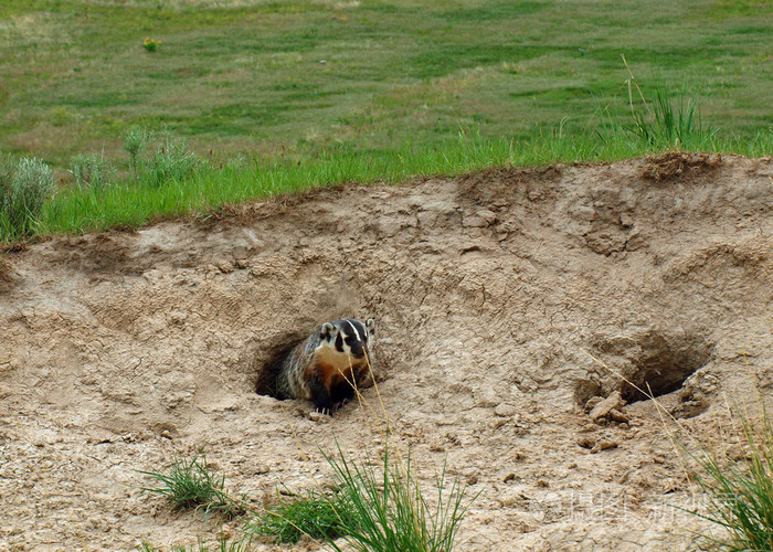 在美国蒙大拿州的国家野牛范围的徽章洞穴照片-正版商用图片0bfu5f-摄