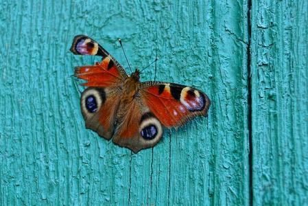 一只彩色蝴蝶坐在绿色的木板墙上