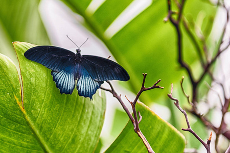 凤蝶农, 又名伟大的摩门教徒是一只热带蝴蝶。这里显示, 而站在树叶上