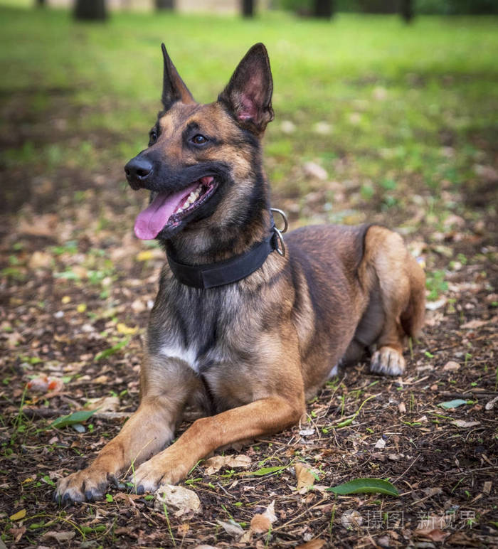 比利时牧羊犬马里努躺在公园的绿草上期待着