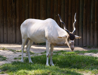 羚羊 addax