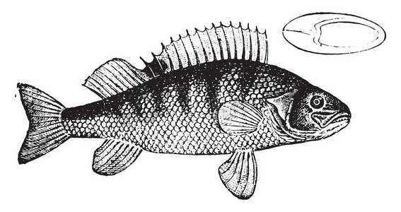 鲈鱼, 老式雕刻插图。动物的自然历史, 1880