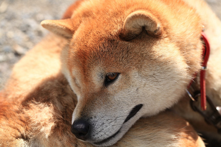 日本 shiba inu 狗肖像