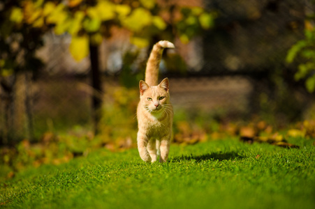 有趣的红发猫