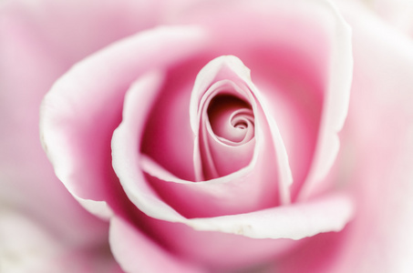 柔和粉色玫瑰