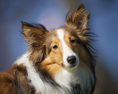 设得兰群岛牧羊犬牧羊