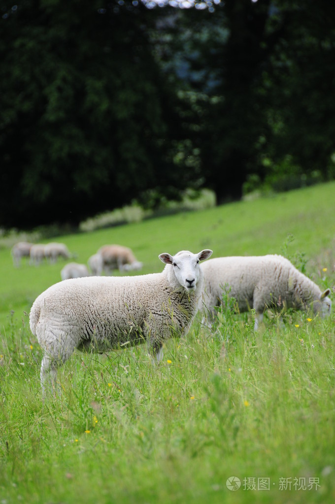 在苏格兰羊