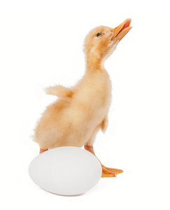 小鸭和蛋分离图片