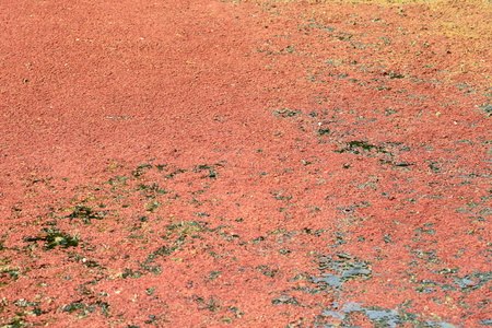 在日本的日本红萍 (满江红粳稻)照片